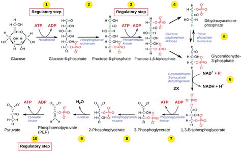 hexokinase in glycolysis.